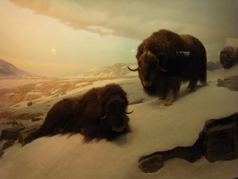 natural_history_newyork (15)