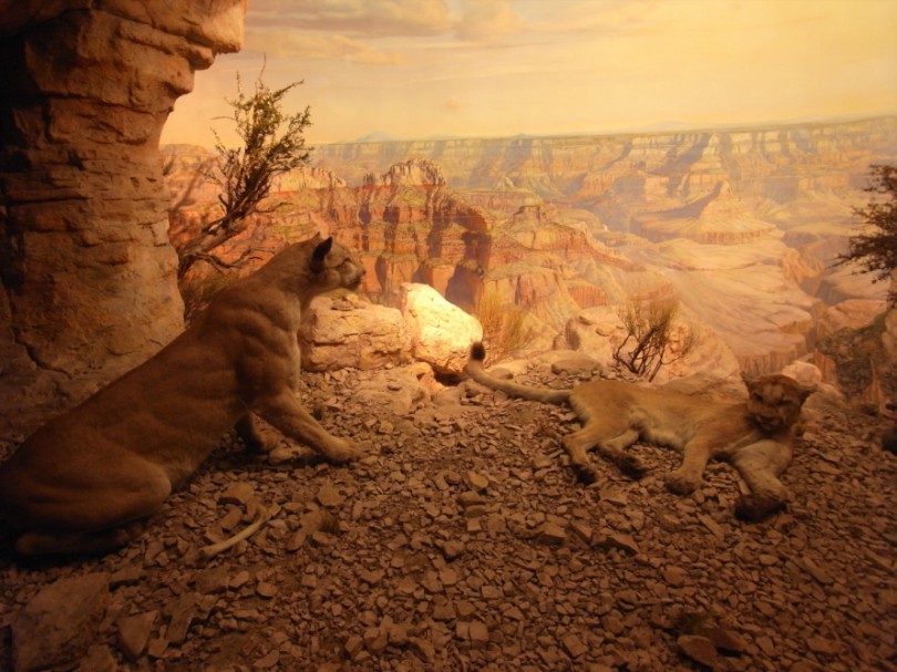 natural_history_newyork (16)