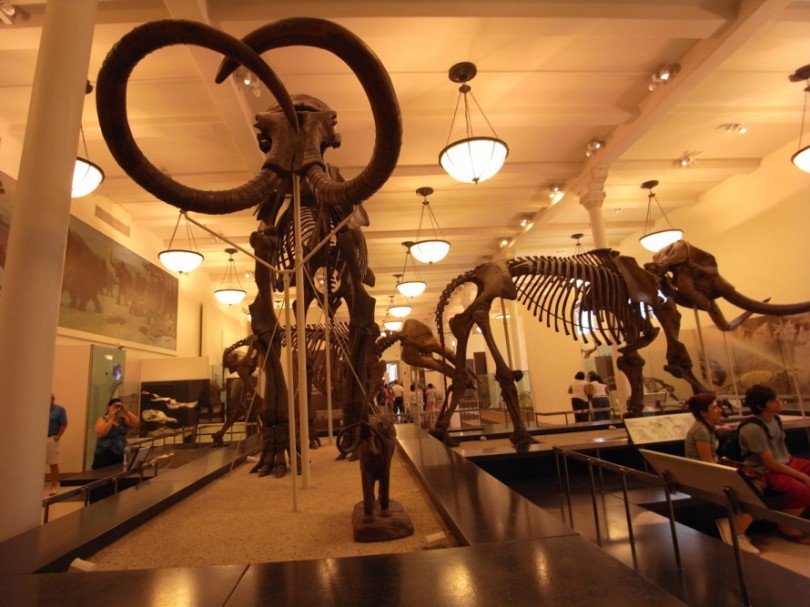 natural_history_newyork (21)