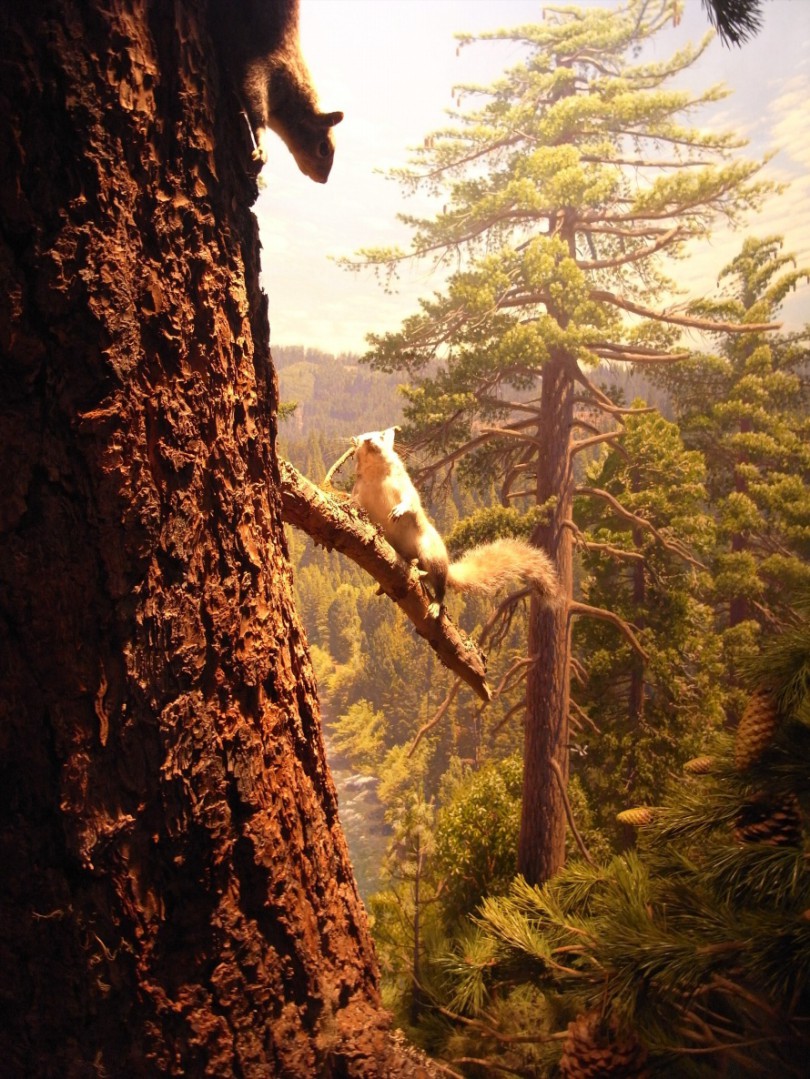 natural_history_newyork (17)