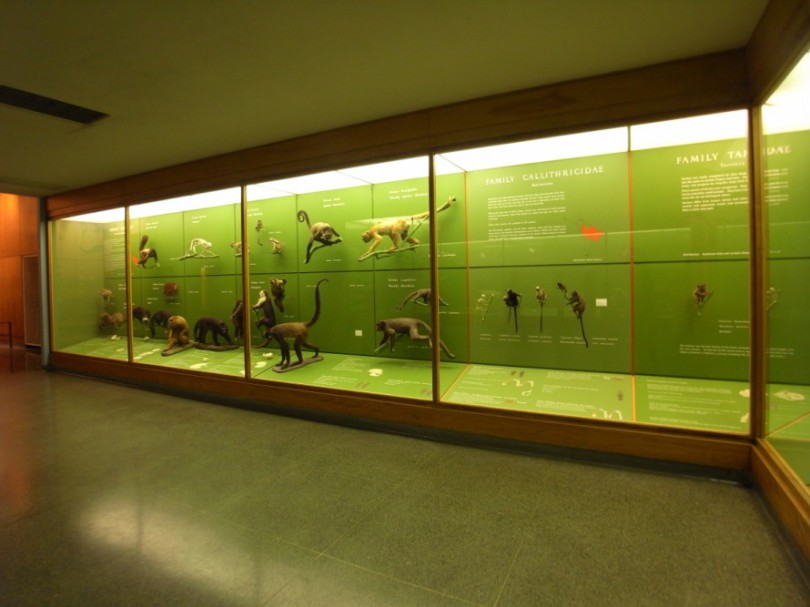 natural_history_newyork (30)