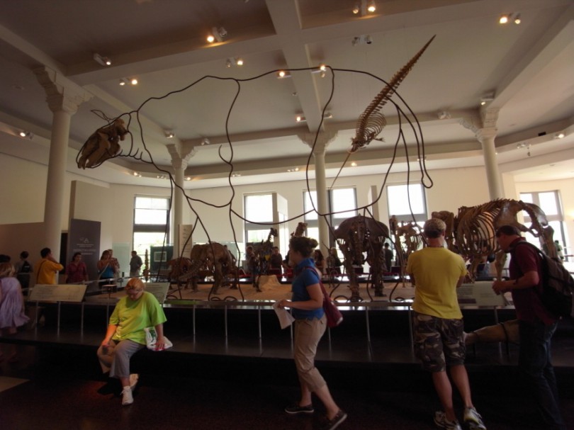 natural_history_newyork (26)