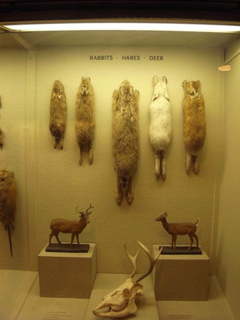 natural_history_newyork (29)