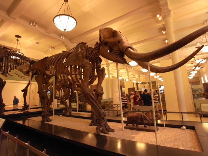 natural_history_newyork (22)