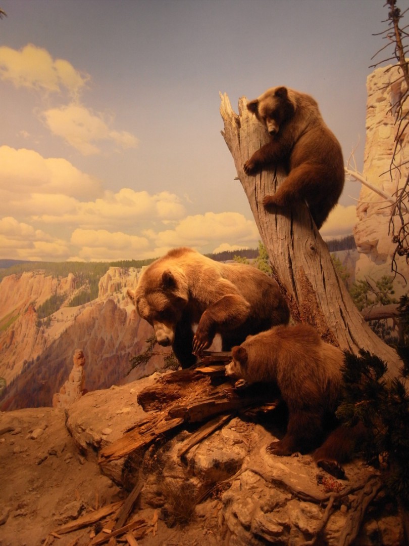 natural_history_newyork (20)