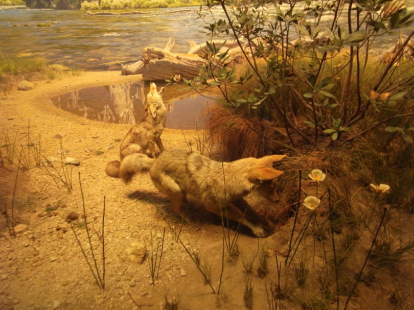 natural_history_newyork (10)