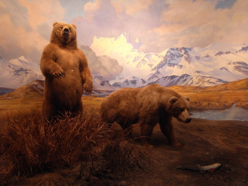 natural_history_newyork (12)