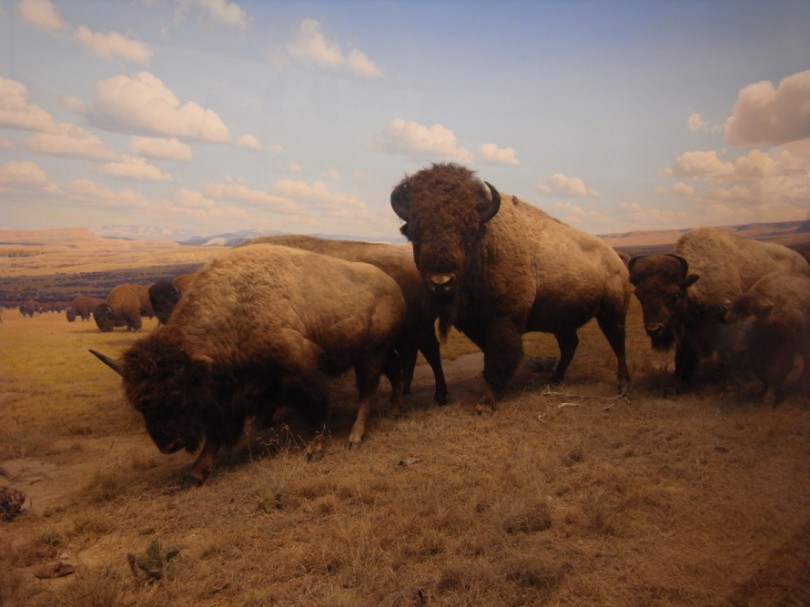 natural_history_newyork (13)