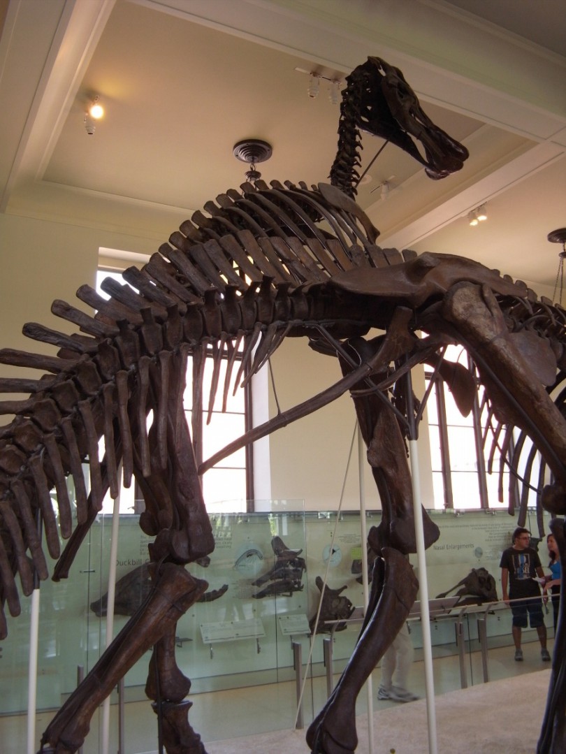 natural_history_newyork (23)