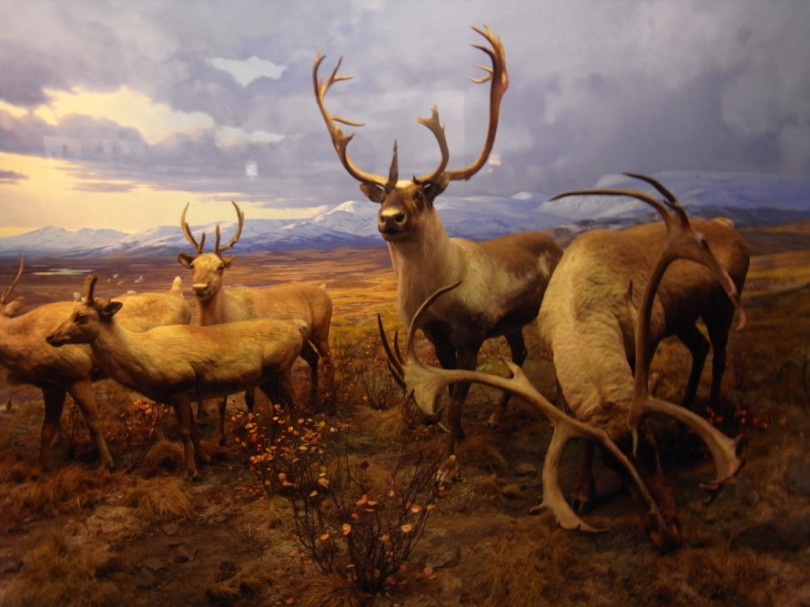 natural_history_newyork (14)