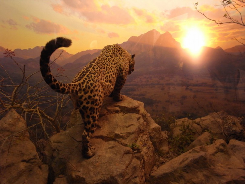 natural_history_newyork (18)