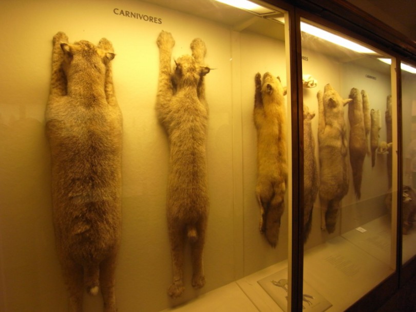 natural_history_newyork (27)