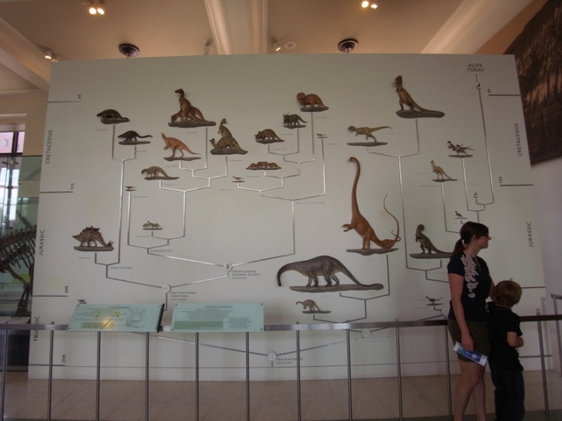 natural_history_newyork (25)